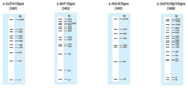 DNA molecular weight markers